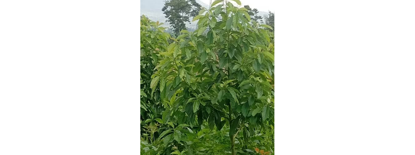 Hass Avocados on 18 Acres