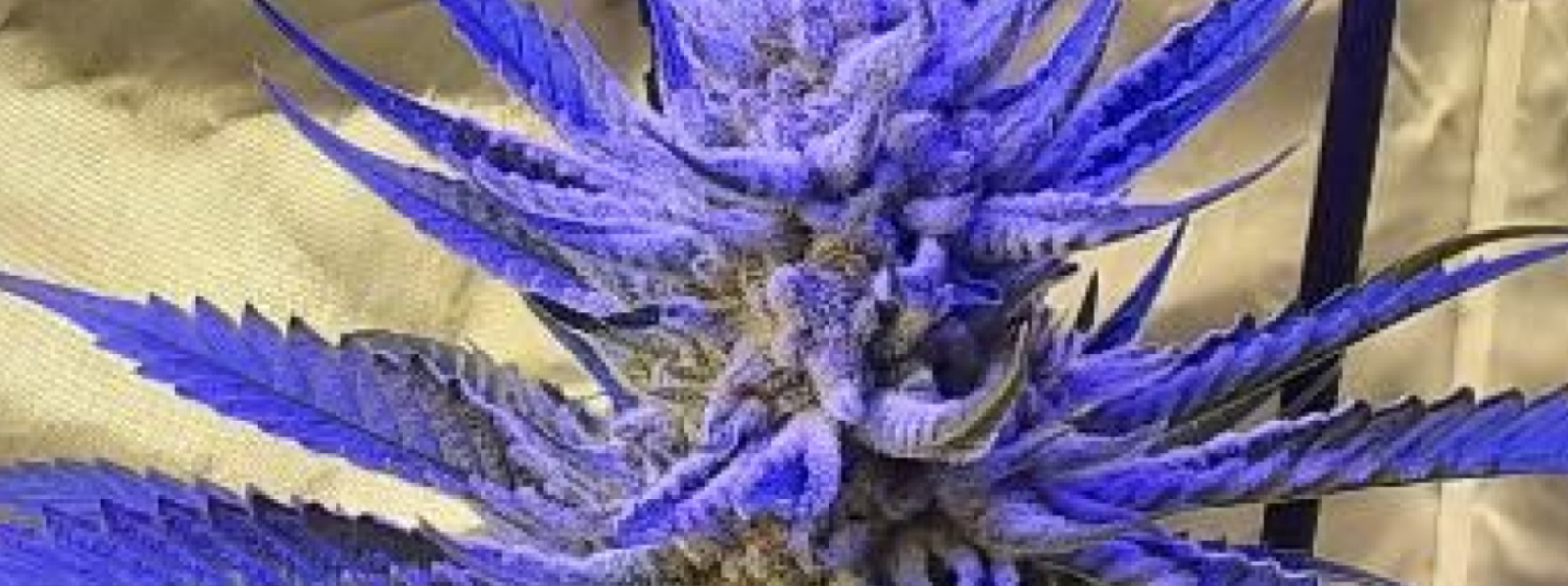 Connoisseur's of Cannabis