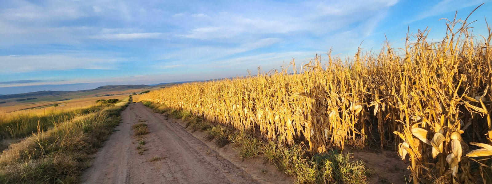 Maize  Soya Vegetables 